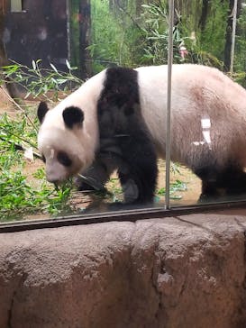 恩賜上野動物園に投稿された画像（2026/1/15）