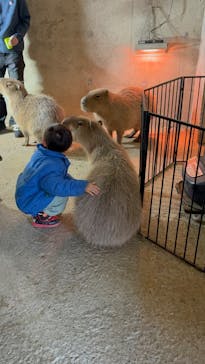 霞ケ浦 どうぶつとみんなのいえに投稿された画像（2026/1/15）