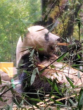 恩賜上野動物園に投稿された画像（2026/1/15）