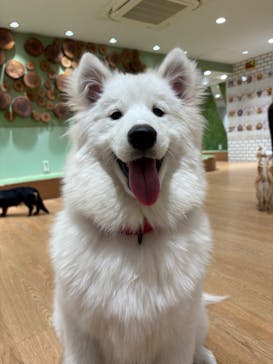 いぬカフェRio 新宿店に投稿された画像（2026/1/15）