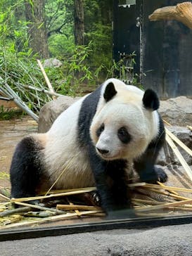 恩賜上野動物園に投稿された画像（2026/1/15）