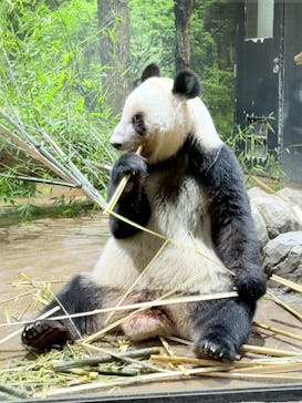 恩賜上野動物園に投稿された画像（2026/1/15）