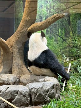 恩賜上野動物園に投稿された画像（2026/1/15）