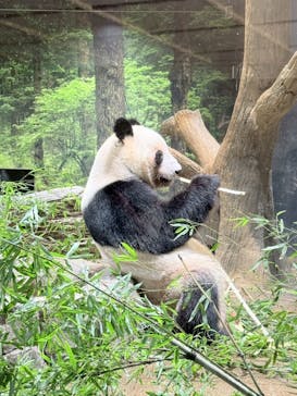 恩賜上野動物園に投稿された画像（2026/1/15）