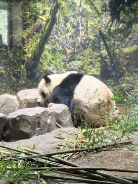 恩賜上野動物園に投稿された画像（2026/1/15）