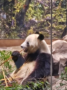 恩賜上野動物園に投稿された画像（2026/1/15）