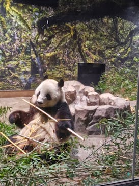 恩賜上野動物園に投稿された画像（2026/1/15）