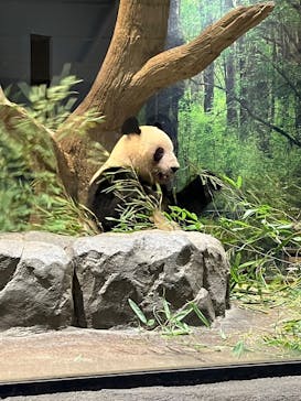 恩賜上野動物園に投稿された画像（2026/1/15）