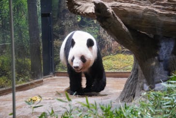 恩賜上野動物園に投稿された画像（2026/1/15）