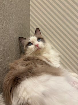 猫カフェモカ　イオンモール高崎店に投稿された画像（2026/1/15）