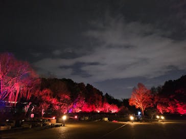 京都府立植物園　LIGHT CYCLES KYOTOに投稿された画像（2026/1/15）