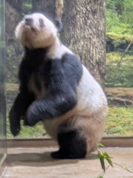 恩賜上野動物園に投稿された画像（2026/1/15）