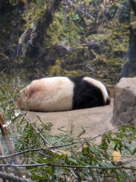 恩賜上野動物園に投稿された画像（2026/1/15）