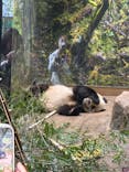 恩賜上野動物園に投稿された画像（2026/1/16）