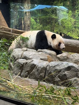恩賜上野動物園に投稿された画像（2026/1/15）