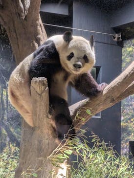 恩賜上野動物園に投稿された画像（2026/1/15）