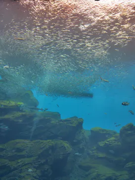仙台うみの杜水族館に投稿された画像（2026/1/16）