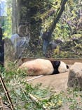 恩賜上野動物園に投稿された画像（2026/1/16）
