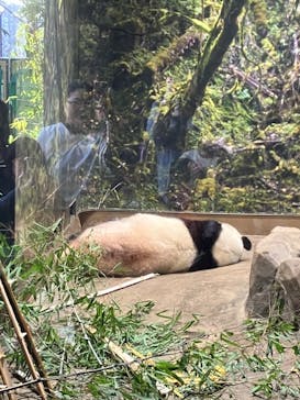 恩賜上野動物園に投稿された画像（2026/1/16）