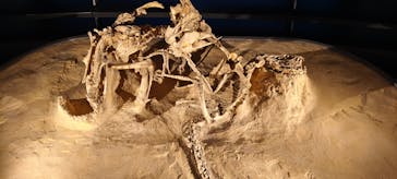 福井県立恐竜博物館に投稿された画像（2026/1/16）