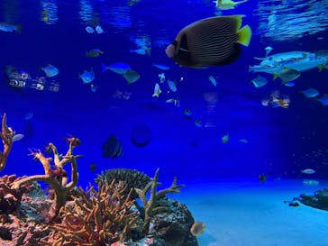 新江ノ島水族館に投稿された画像（2026/1/16）