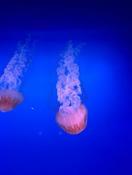 新江ノ島水族館に投稿された画像（2026/1/16）