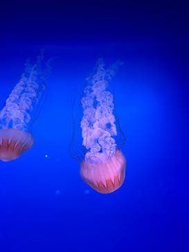 新江ノ島水族館に投稿された画像（2026/1/16）