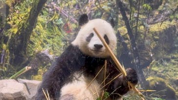 恩賜上野動物園に投稿された画像（2026/1/16）