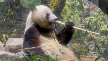 恩賜上野動物園に投稿された画像（2026/1/16）