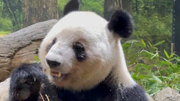 恩賜上野動物園に投稿された画像（2026/1/16）