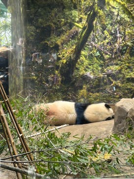 恩賜上野動物園に投稿された画像（2026/1/16）