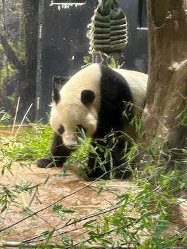 恩賜上野動物園に投稿された画像（2026/1/16）