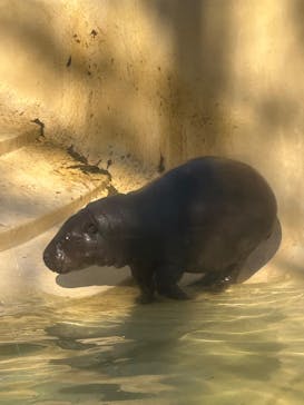 恩賜上野動物園に投稿された画像（2026/1/16）