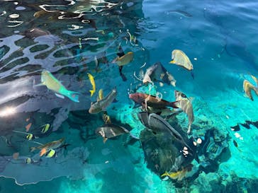 沖縄美ら海水族館（館内体験）に投稿された画像（2026/1/16）