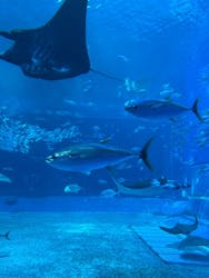 沖縄美ら海水族館（館内体験）に投稿された画像（2026/1/16）