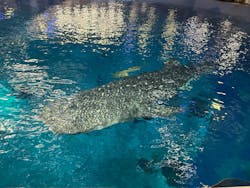 沖縄美ら海水族館（館内体験）に投稿された画像（2026/1/16）