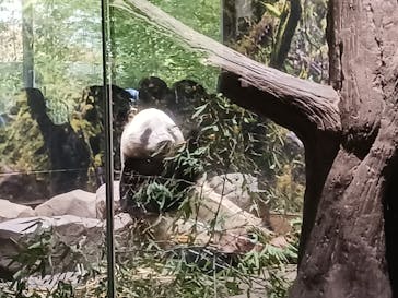 恩賜上野動物園に投稿された画像（2026/1/16）