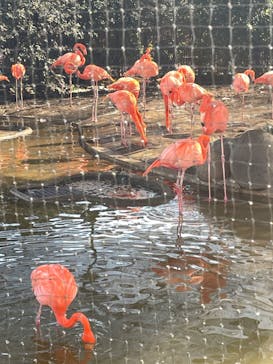 恩賜上野動物園に投稿された画像（2026/1/16）