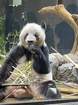 恩賜上野動物園に投稿された画像（2026/1/16）