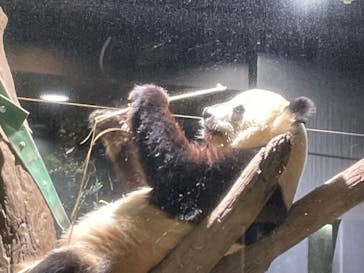 恩賜上野動物園に投稿された画像（2026/1/16）