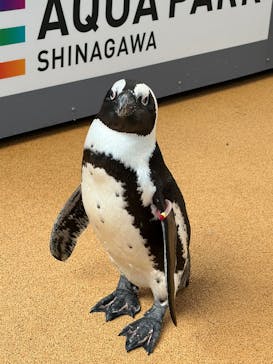 マクセル アクアパーク品川に投稿された画像（2026/1/16）