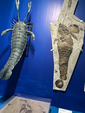 特別展「大絶滅展―生命史のビッグファイブ」に投稿された画像（2026/1/16）