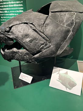 特別展「大絶滅展―生命史のビッグファイブ」に投稿された画像（2026/1/16）