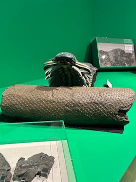 特別展「大絶滅展―生命史のビッグファイブ」に投稿された画像（2026/1/16）