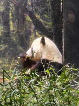 恩賜上野動物園に投稿された画像（2026/1/16）