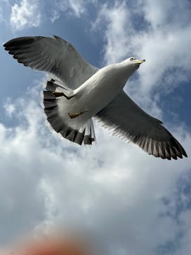 伊根湾めぐり遊覧船に投稿された画像（2026/1/16）