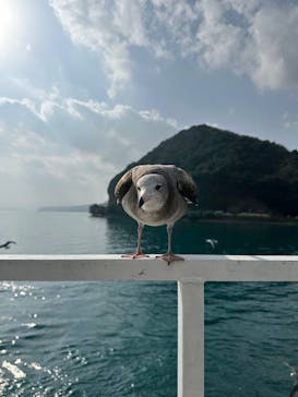 伊根湾めぐり遊覧船に投稿された画像（2026/1/16）