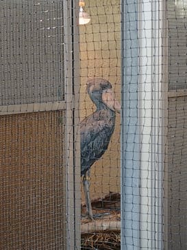 恩賜上野動物園に投稿された画像（2026/1/16）