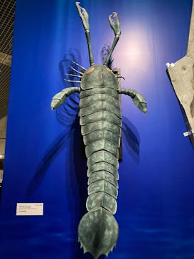 特別展「大絶滅展―生命史のビッグファイブ」に投稿された画像（2026/1/16）