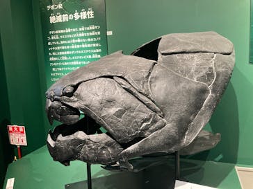 特別展「大絶滅展―生命史のビッグファイブ」に投稿された画像（2026/1/16）